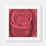 Red Rose Flower Painting - Multi Magnet