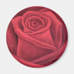 Red Rose Flower Painting - Multi Refrigerator Magnet