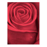 Red Rose Flower Painting - Multi Post Cards