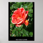 Red Rose Flower Poster,Print