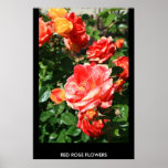 Red Rose Flowers Poster,Print