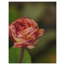 red rose flyers