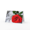 Red Rose for You  cards