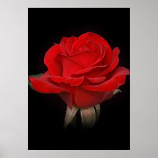 Red Rose for You print