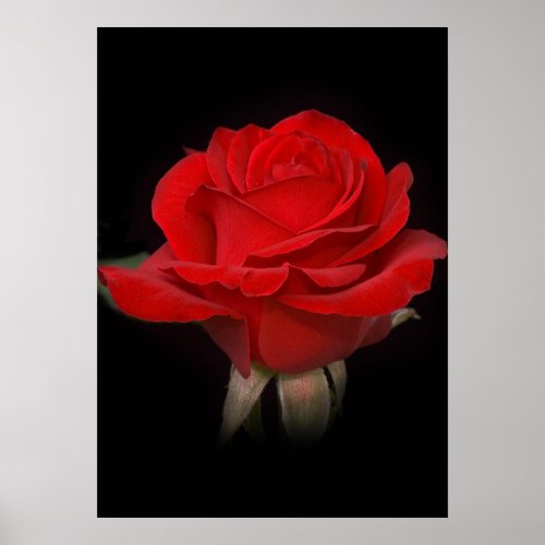 Red Rose for You zazzle_print