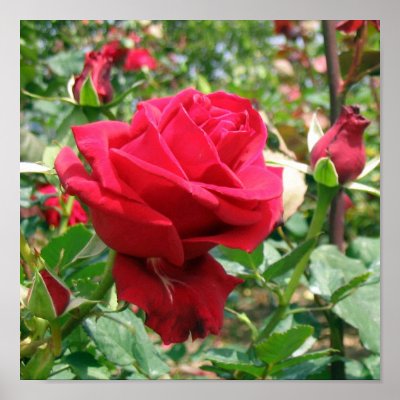 red rose flower garden. Red Rose Garden Poster by