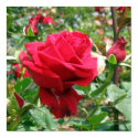 Red Rose Garden Poster posters by Nishna Red Rose Garden Poster posters