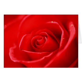 Red rose greeting cards