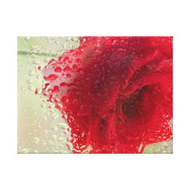 Red Rose in a Light Rain Stretched Canvas Print