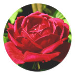 Red Rose in Bloom Sticker