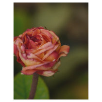 red rose letterhead