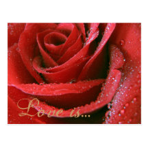 Red Rose, Love is... Postcards