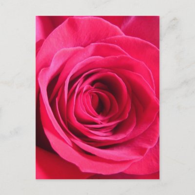 red rose love. Red Rose * Love Post Cards by