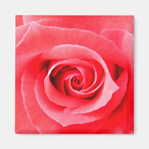 Red rose macro photo refrigerator magnets