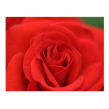 Red Rose Macro Postcards