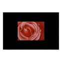 Red Rose Macro posters by nimzayx Red Rose Macro posters