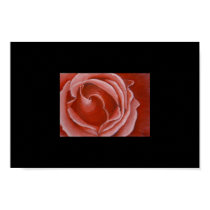 Red Rose Macro posters by nimzayx Red Rose Macro posters