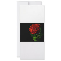 red-rose-macro-still-image-studio-photo rack cards