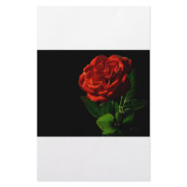 red-rose-macro-still-image-studio-photo stationery