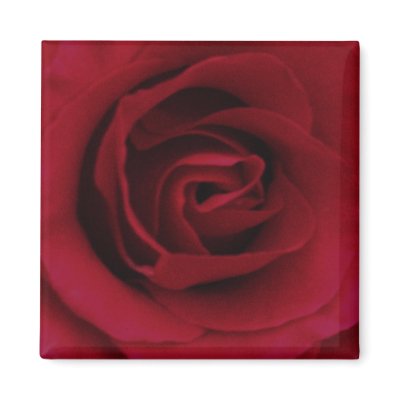 Red Rose Fridge Magnet by ggbythebay