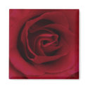 Red Rose magnets
