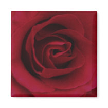Red Rose magnets