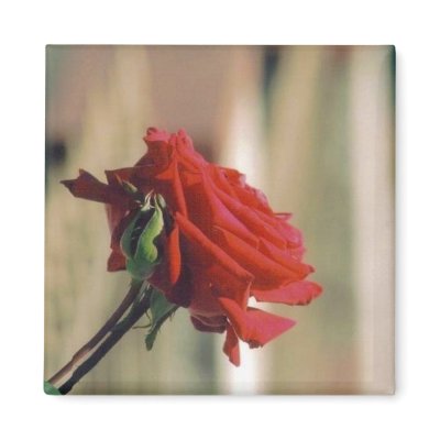 Red Rose Magnet