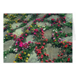 Red Rose Moss (Portulaca Grandiflora) flowers cards