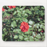 Red Rose Mouse Pad