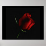 Red Rose on Black-add words if you choose Posters