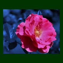 Red Rose On Blue Tint Flower Poster posters