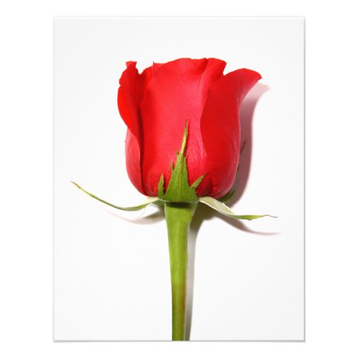 Red Rose Party Invitation