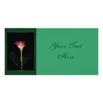 Red Rose Photo Card photo cards by norman888 Red Rose Photo Card photo cards