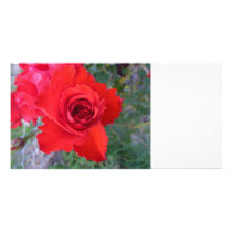 Red Rose photo card