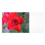 Red Rose photo card