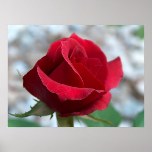 Red Rose Photo Print print