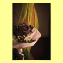 Red rose photo print photography