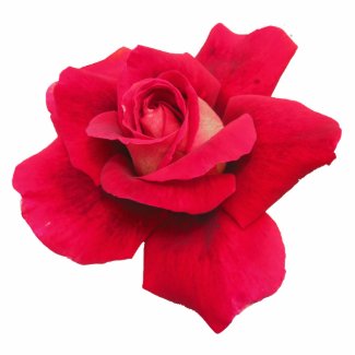 Red Rose Photo Sculpture photosculpture