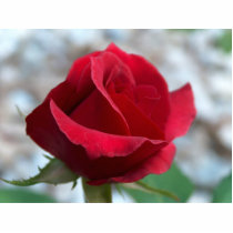 Red Rose Photo Scupture photo sculptures by FunkyCatStudio Red Rose Photo Scupture photo sculptures