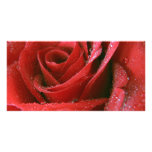 Red Rose Photo Cards