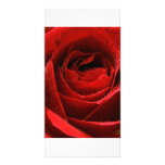 Red Rose Picture Card