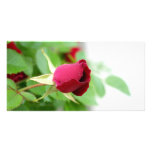 Red Rose Photo Card