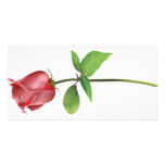 Red Rose. Picture Card