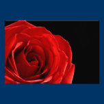 red rose photograph print photography