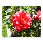 Red Rose Photographic Print
