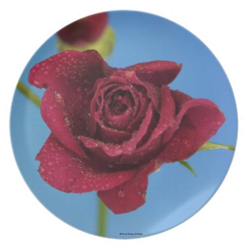 Red Rose Plate fuji_plate