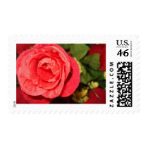 Red Rose postage