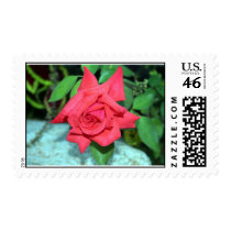 Red Rose postage by terjdw Red Rose postage