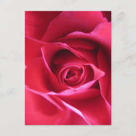 Red rose postcard
