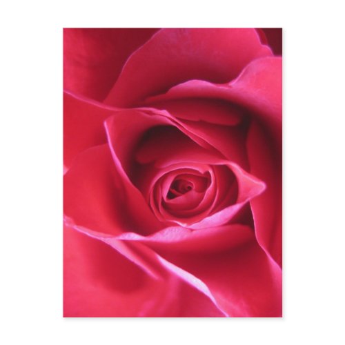 Red rose